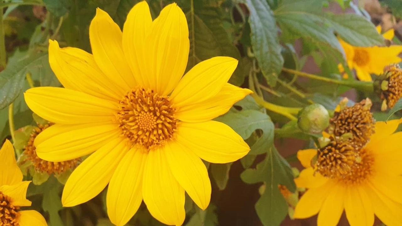 Finca Maracuya El Paso Εξωτερικό φωτογραφία